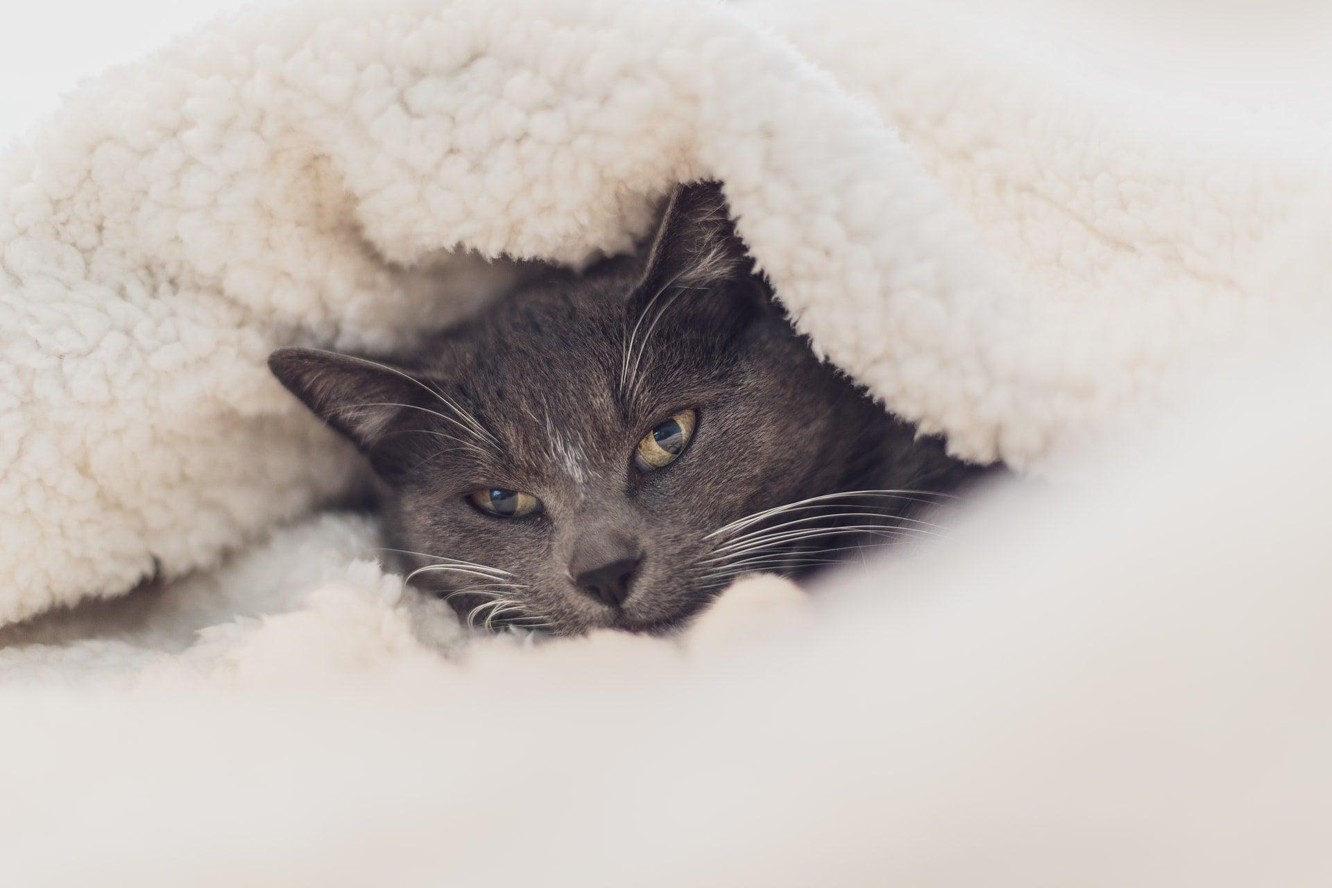 Grey cat snuggled under a soft, cream-colored sheepskin rug or blanket