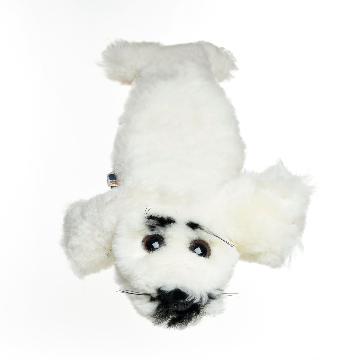 White sheepskin dog toy viewed from above showing fluffy wool texture and black markings. - Yellow Earth Australia